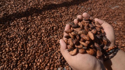 Kemendag Sebut, Harga Biji Kakao RI Melonjak 17 Persen Imbas penutupan Selat Hermuz