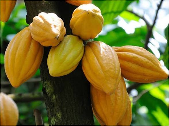 Kakao Indonesia Tembus Pasar Dunia,Jepang Minta 500 Ton Per Tahun
